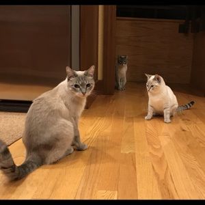 Meet your Posher, Janelle